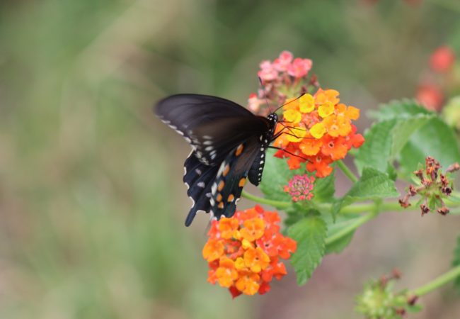 HOW TO PLANT A BUTTERFLY GARDEN