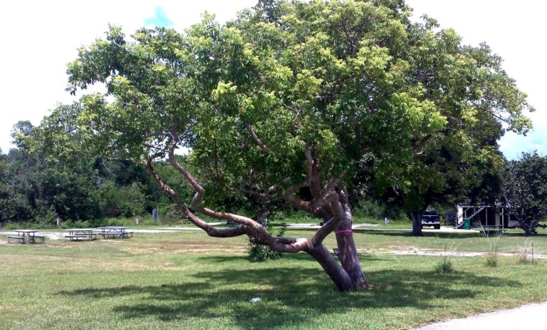 gumbo limbo tree in tampa